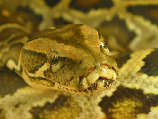 Schau mir in die Augen...