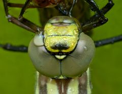 Schau mir in die Augen