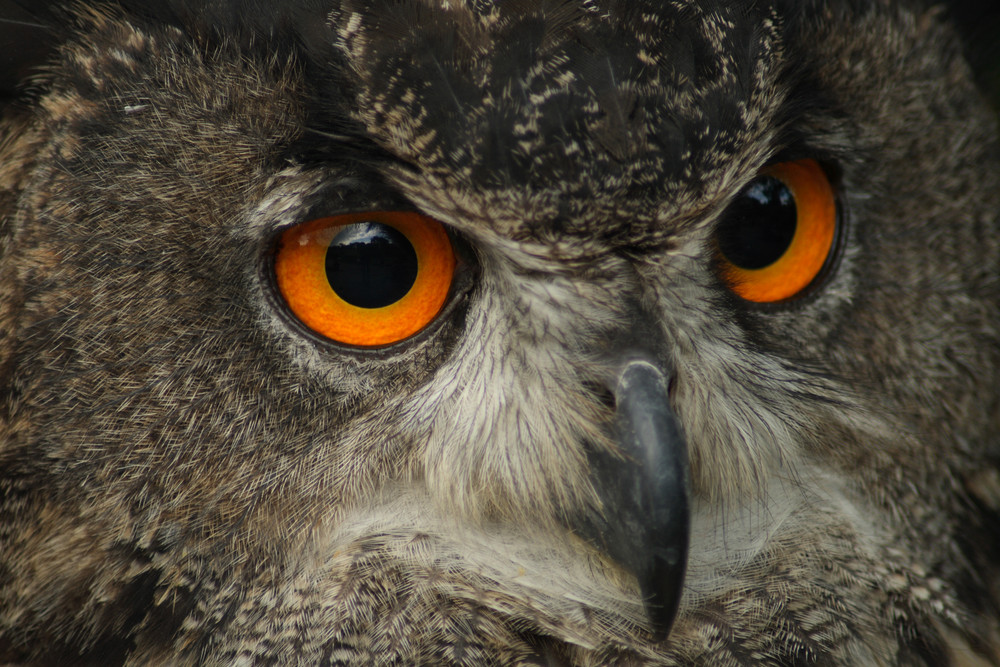 Schau mir in die Augen...