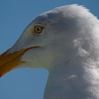 Schau mir in die Augen