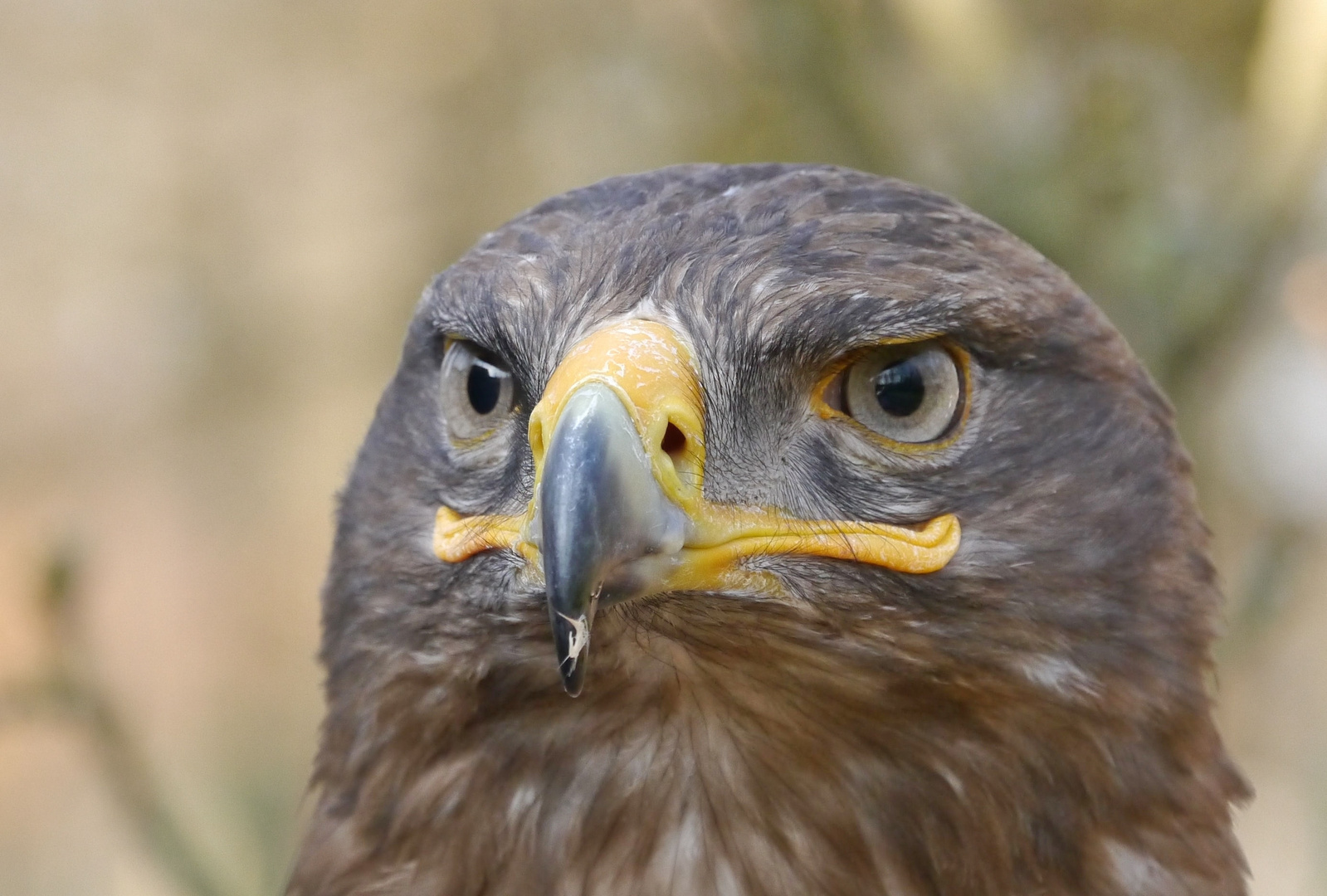 Schau mir in die Augen...