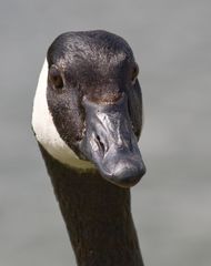 Schau mir in die Augen