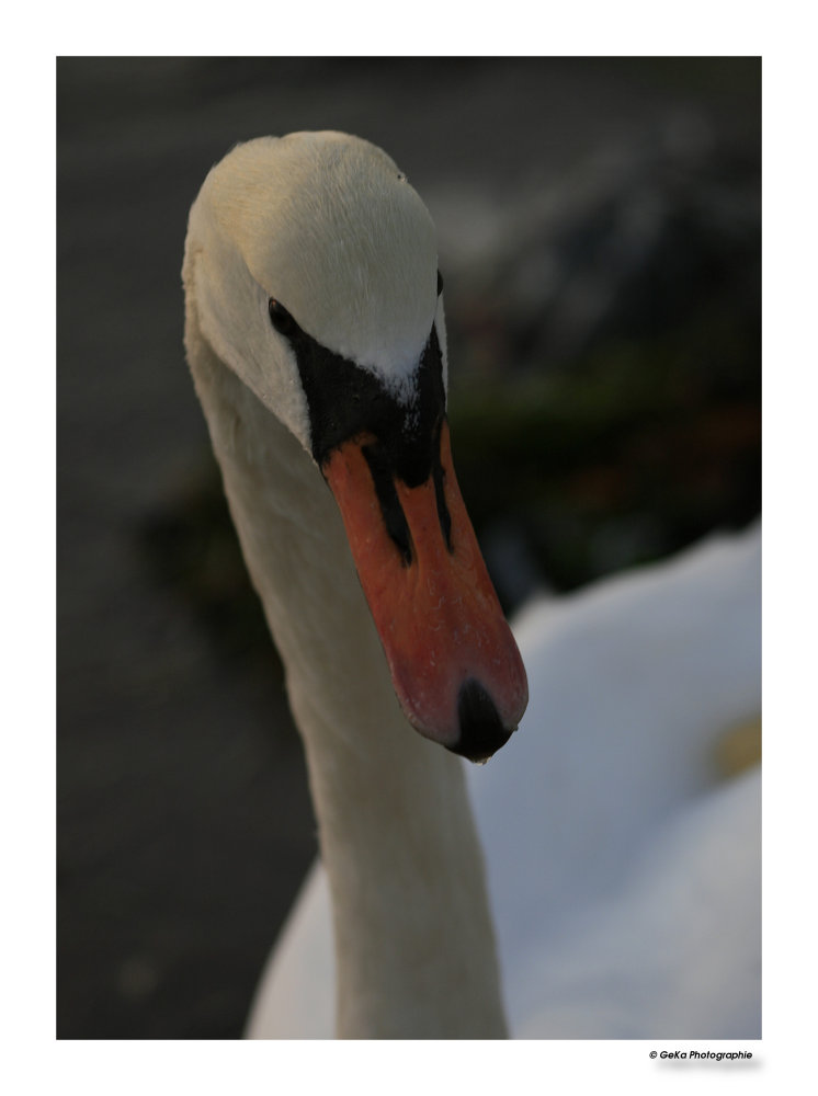 Schau' mir in die Augen