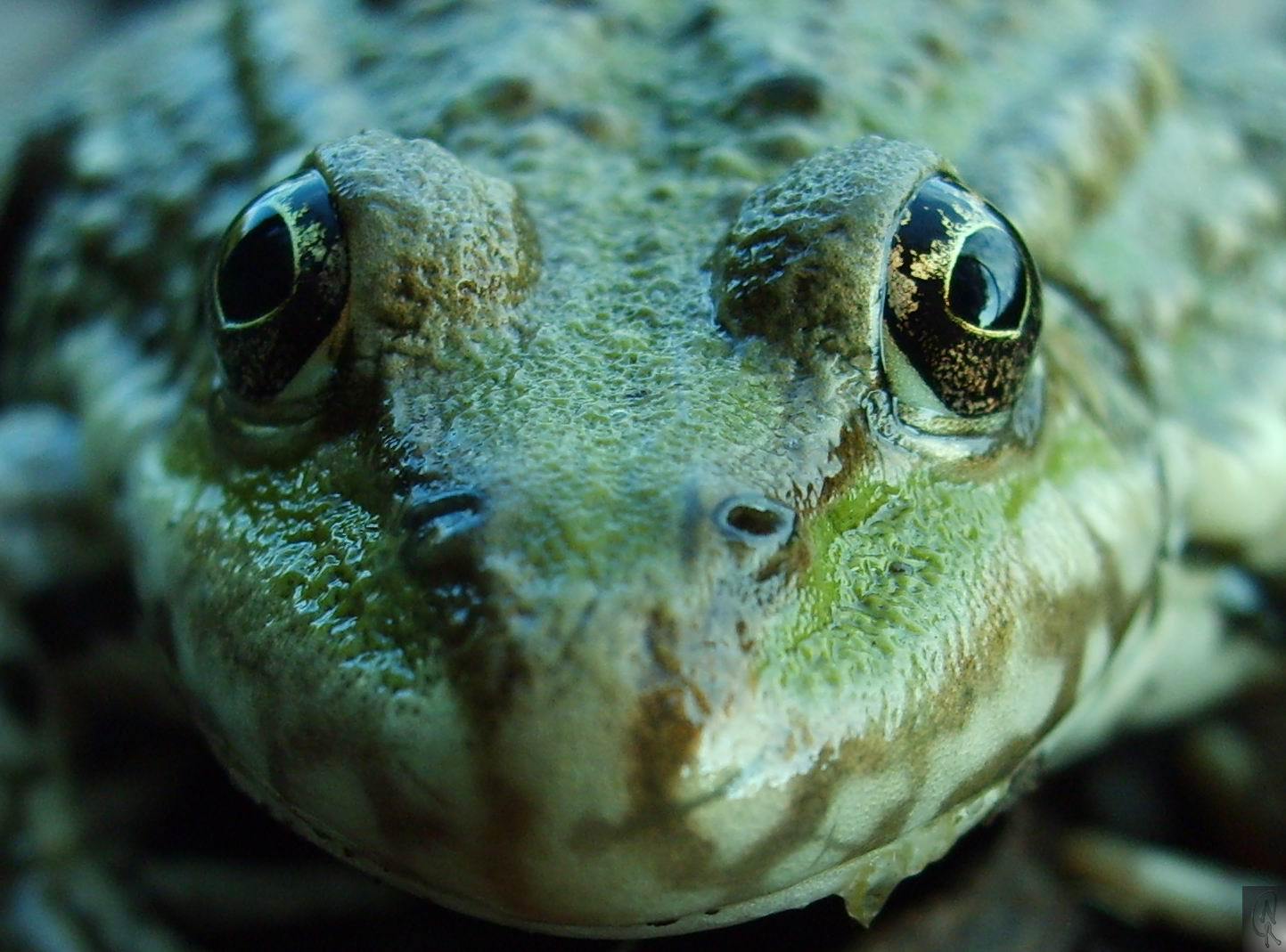 schau mir in die Augen ......