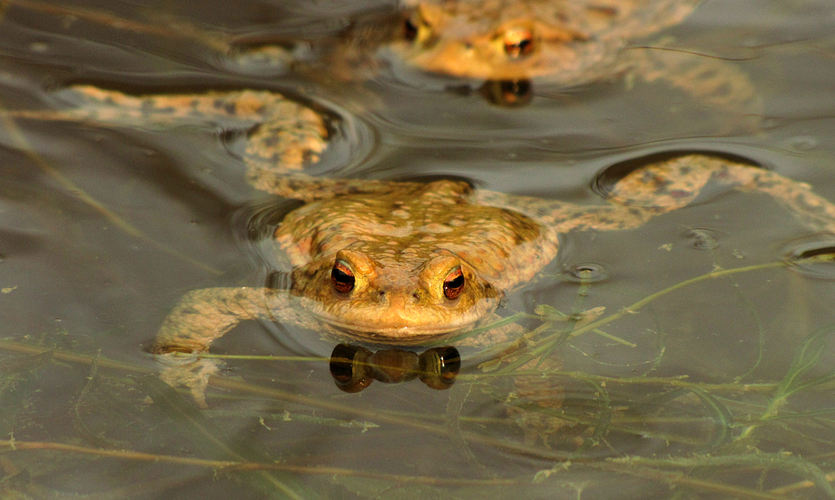 Schau mir in die Augen...