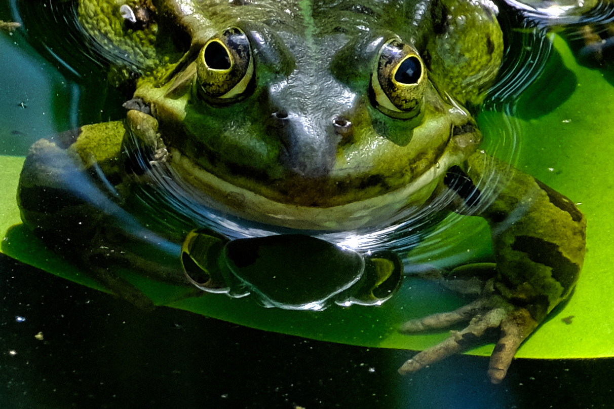 Schau mir in die Augen...