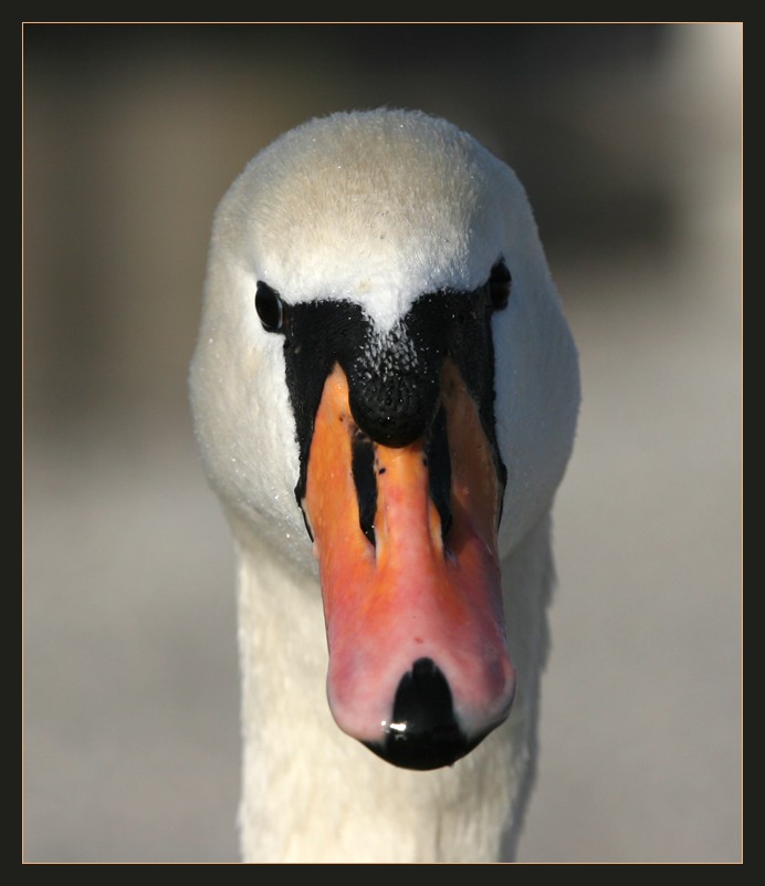 Schau mir in die Augen