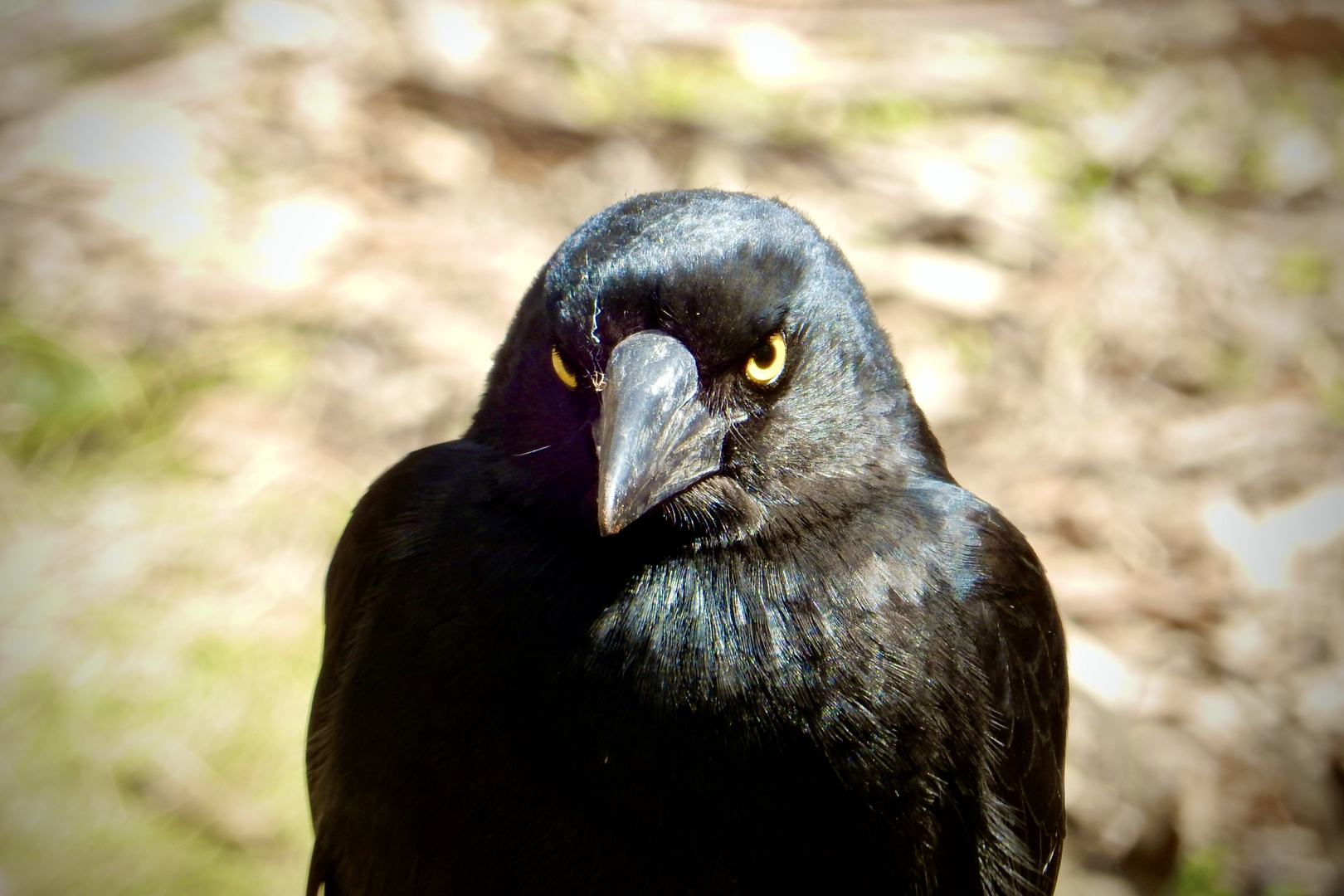 Schau mir in die Augen…