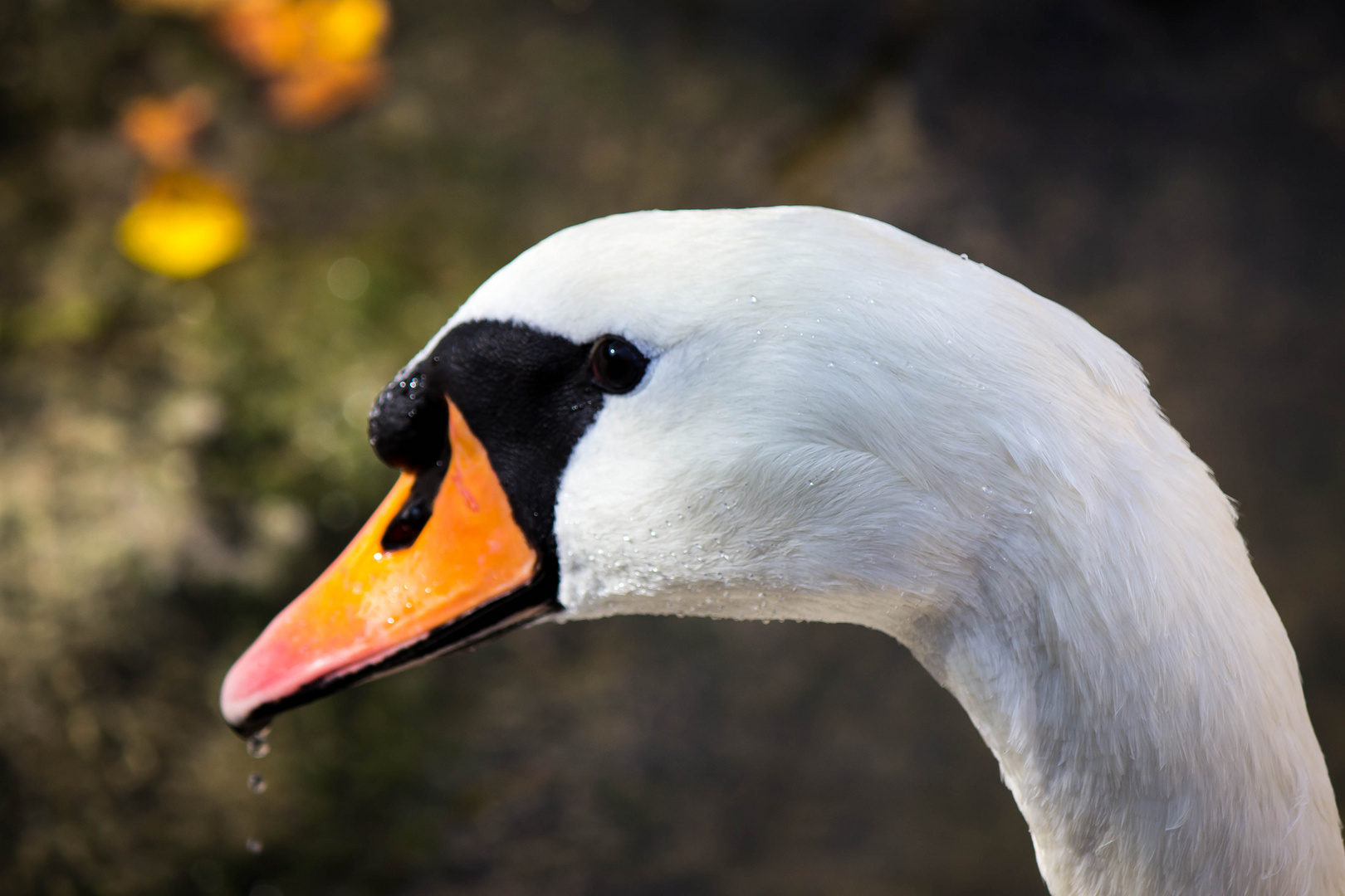 Schau mir in die Augen