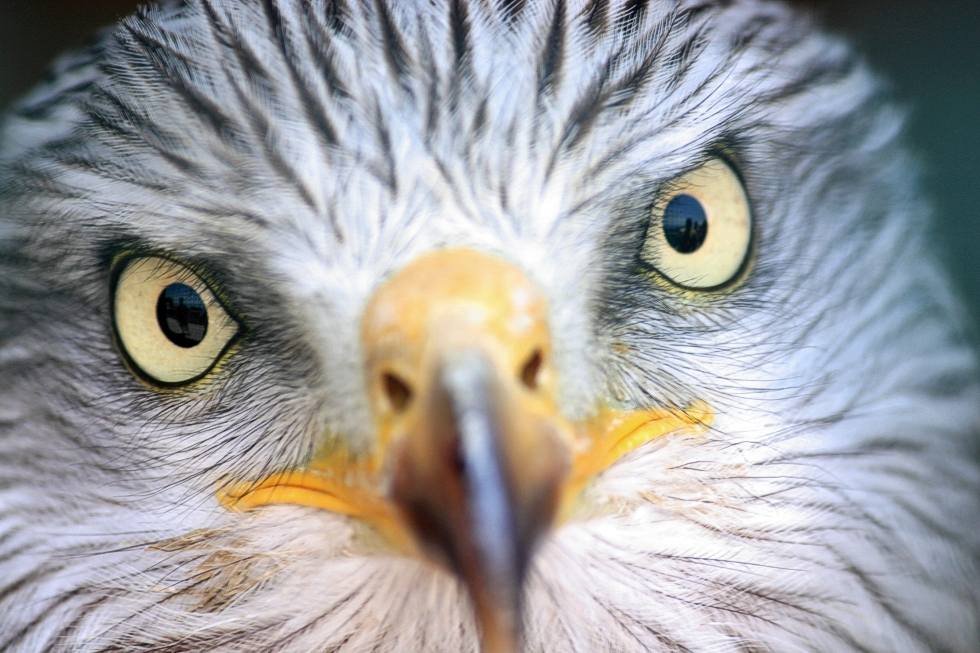 Schau mir in die Augen