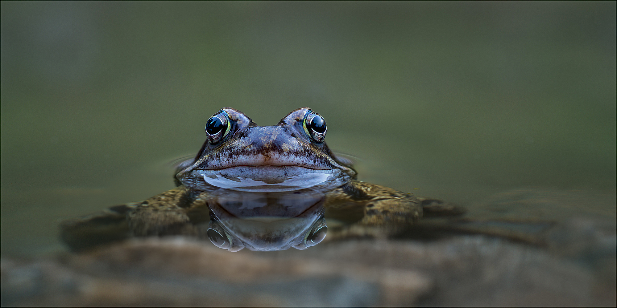 Schau mir in die Augen