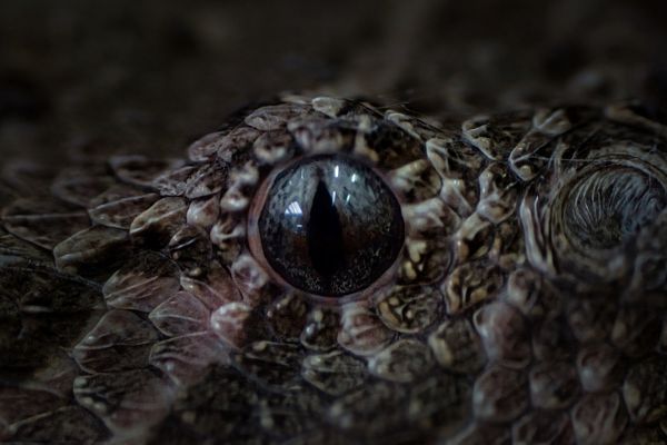 Schau mir in die Augen