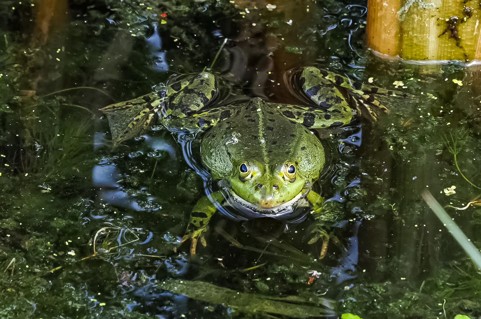 Schau mir in die Augen