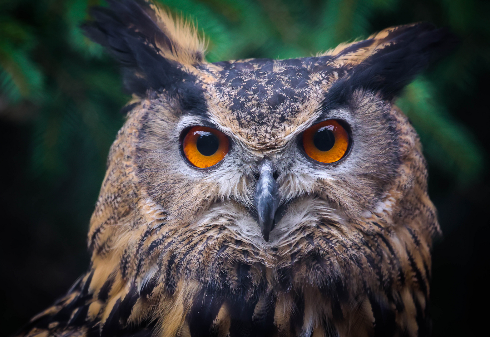 Schau mir in die Augen 