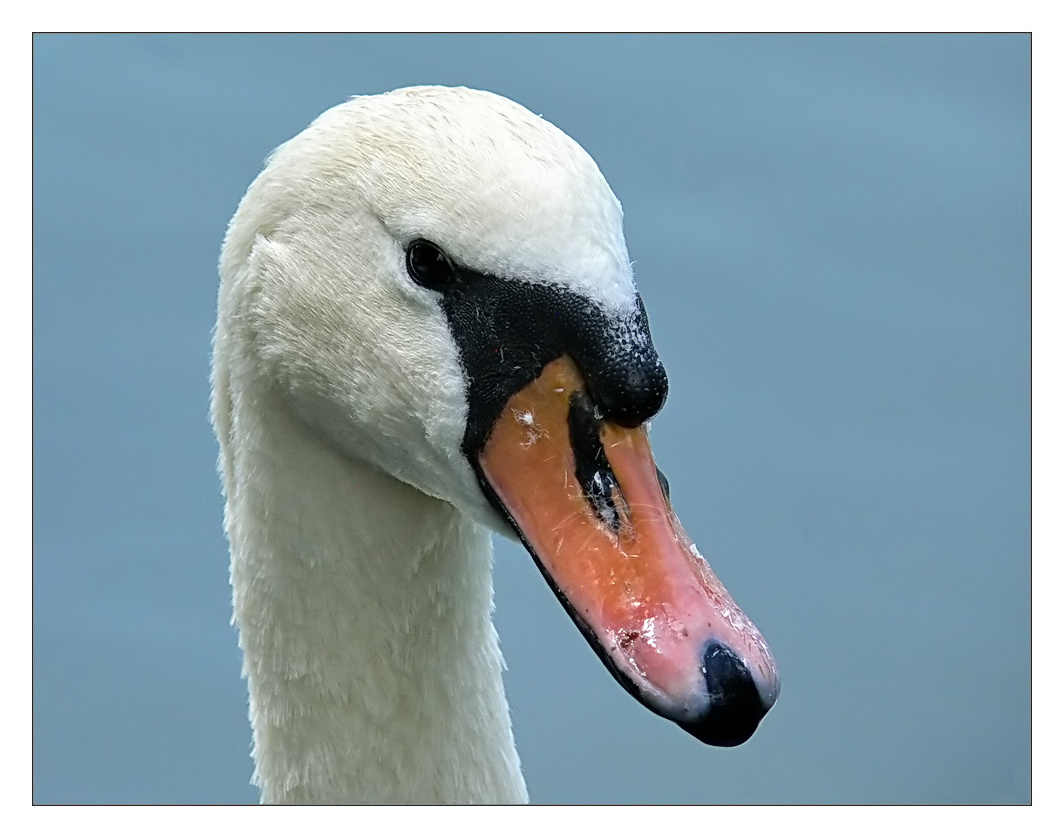 Schau mir in die Augen.....