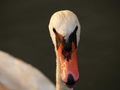 Schau mir in die Augen ...