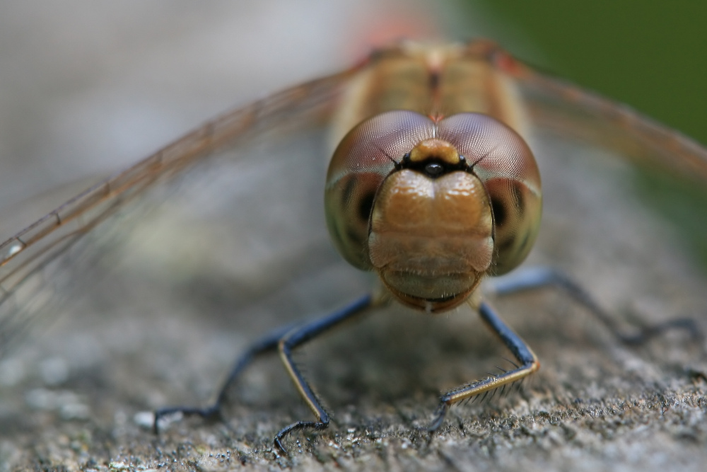 Schau mir in die Augen ;-)