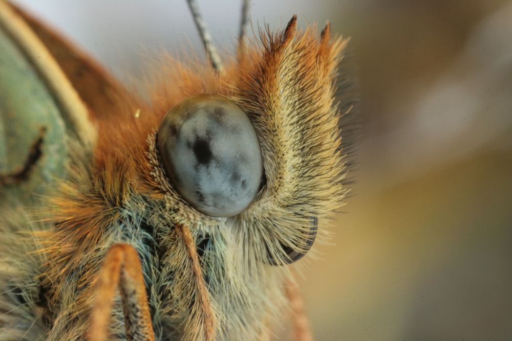 Schau' mir in die Augen!