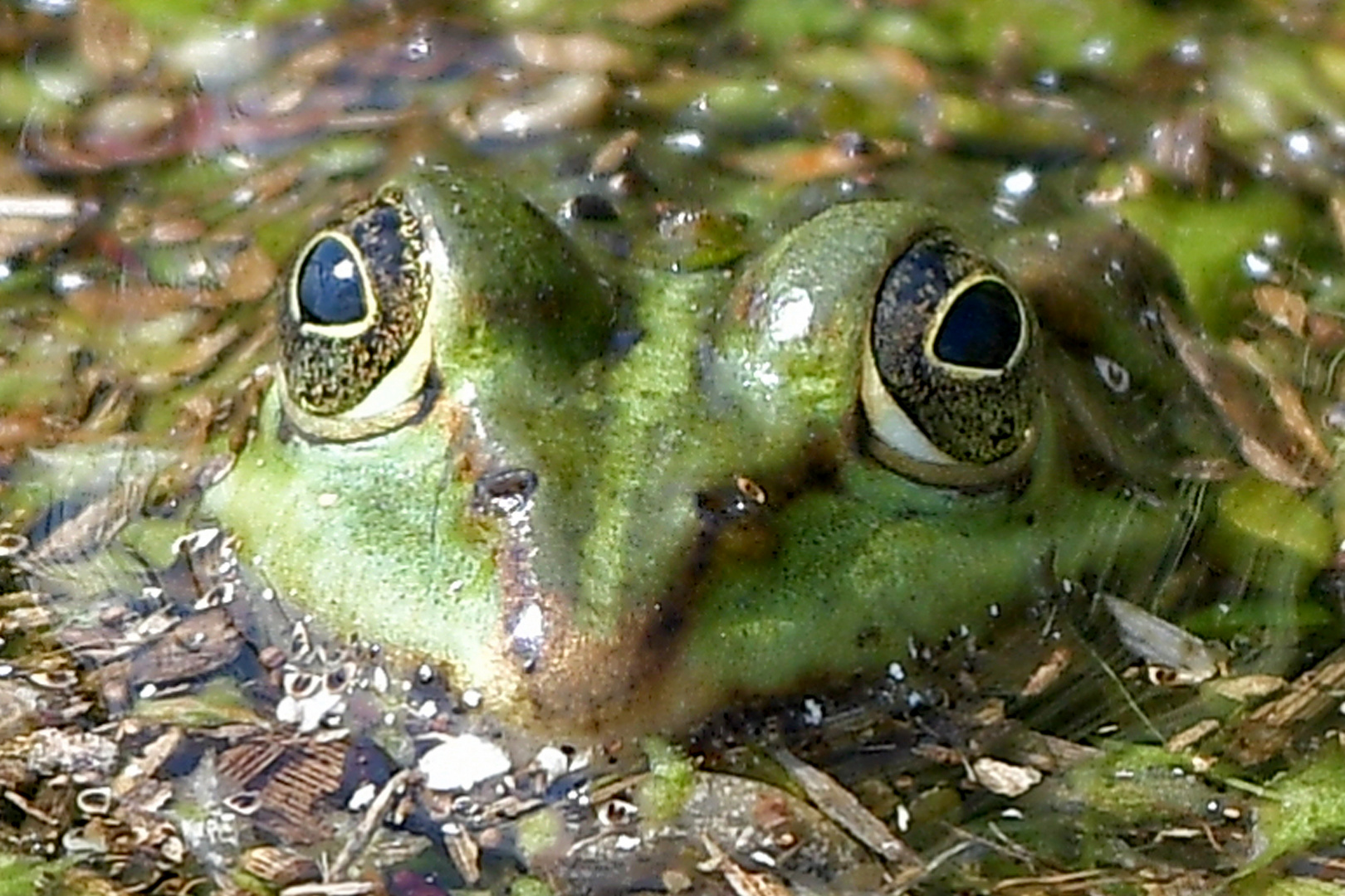 Schau mir in die Augen ...