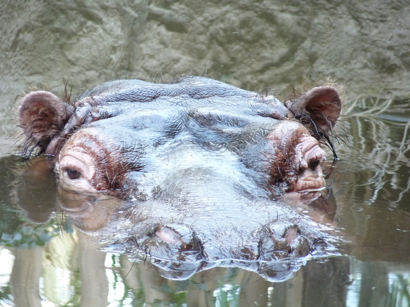 Schau mir in die Augen