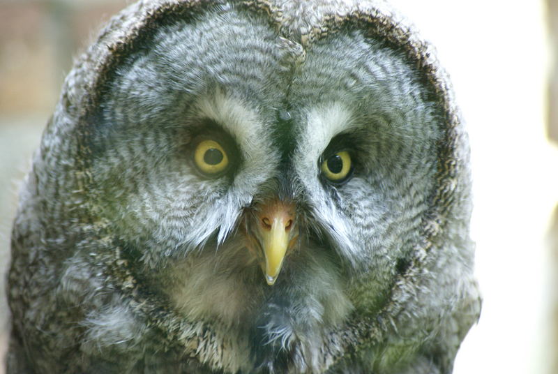 "schau mir in die augen"