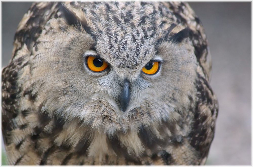 Schau mir in die Augen...