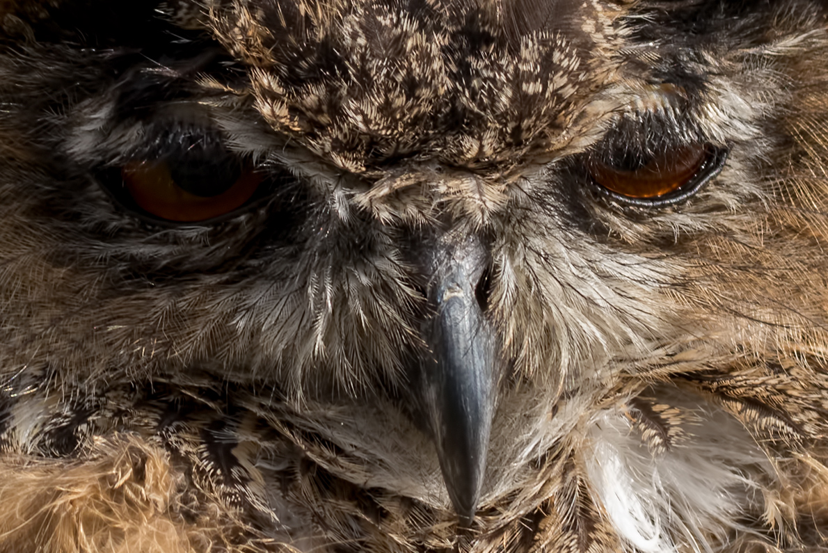 Schau mir in die Augen .....