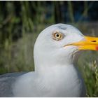 schau mir in die Augen