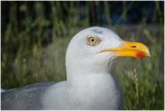 schau mir in die Augen