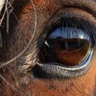 Schau mir in die Augen