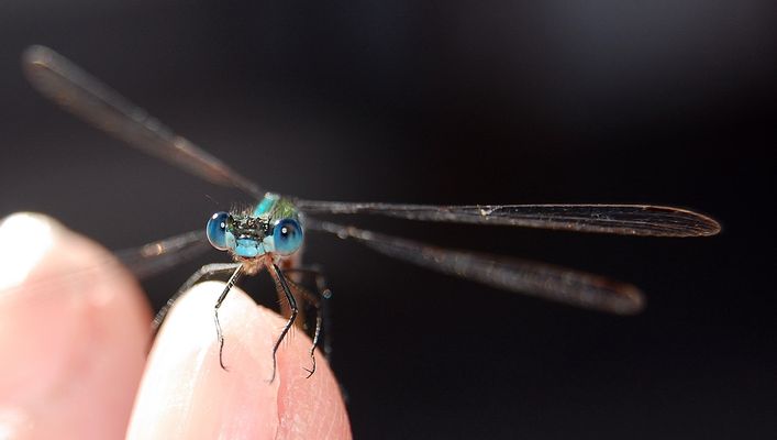 Schau mir in die Augen....