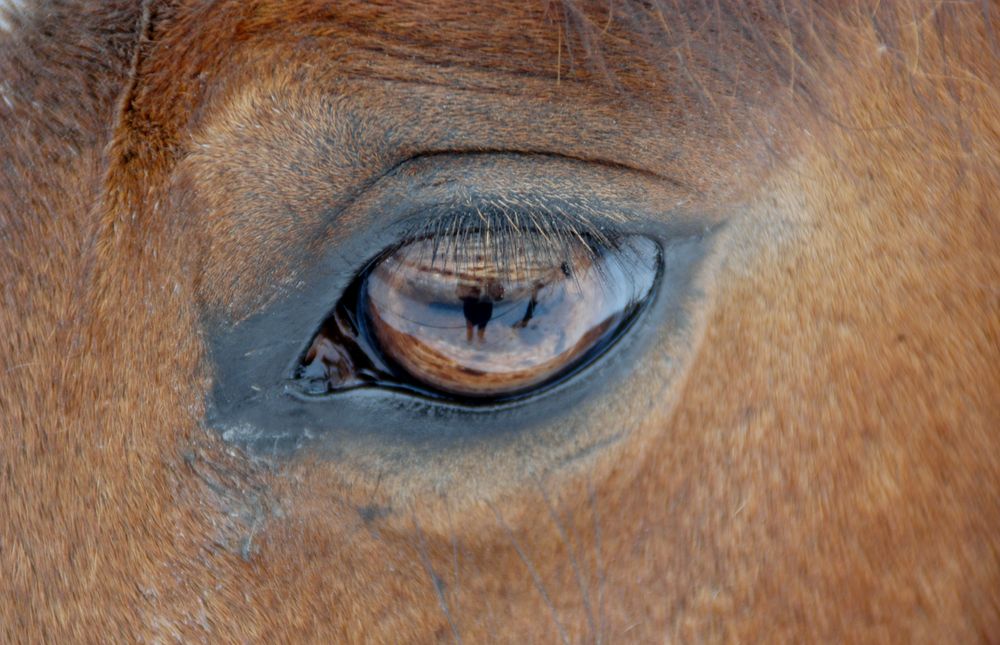 Schau mir in die Augen