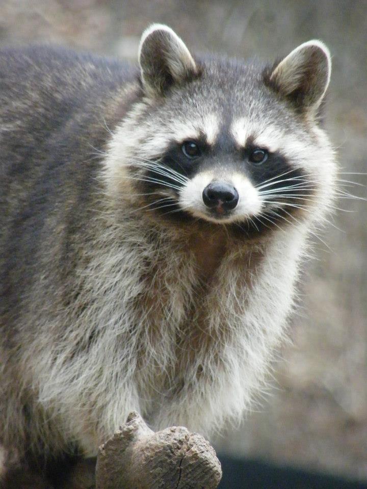 Schau mir in die Augen :)