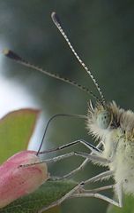 schau mir in die Augen