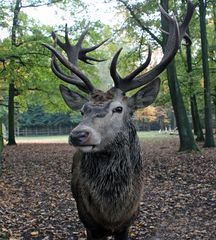 Schau mir in die Augen