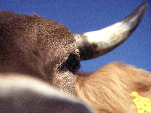 schau mir in die Augen....