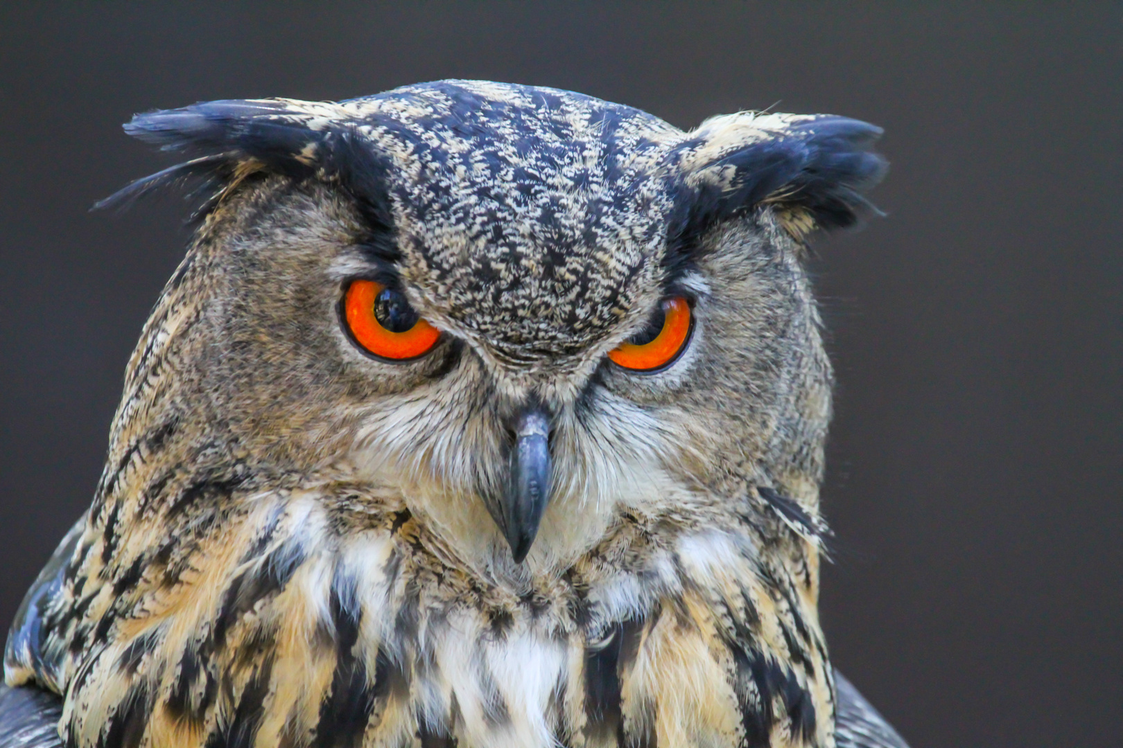 schau mir in die Augen