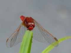 Schau mir in die Augen ....