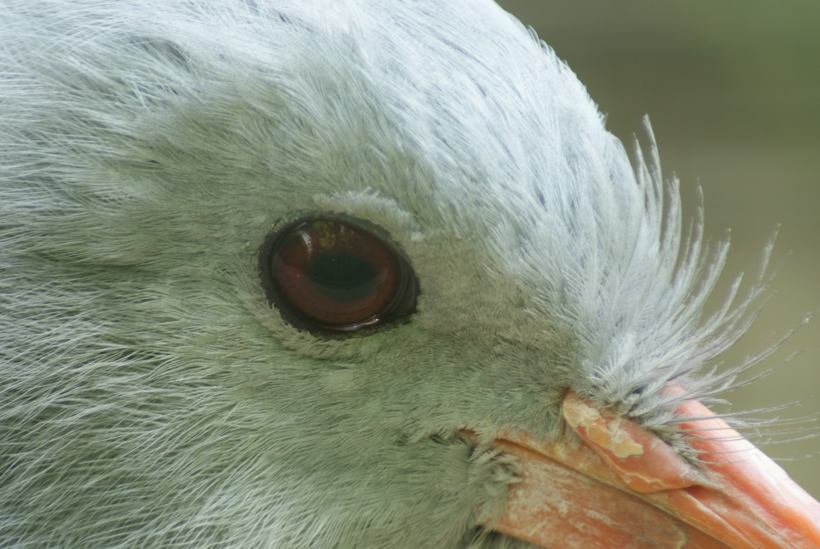 Schau mir in die Augen