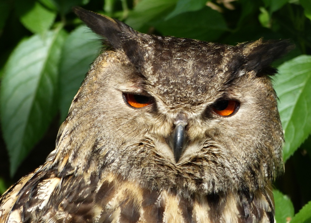 Schau mir in die Augen ....