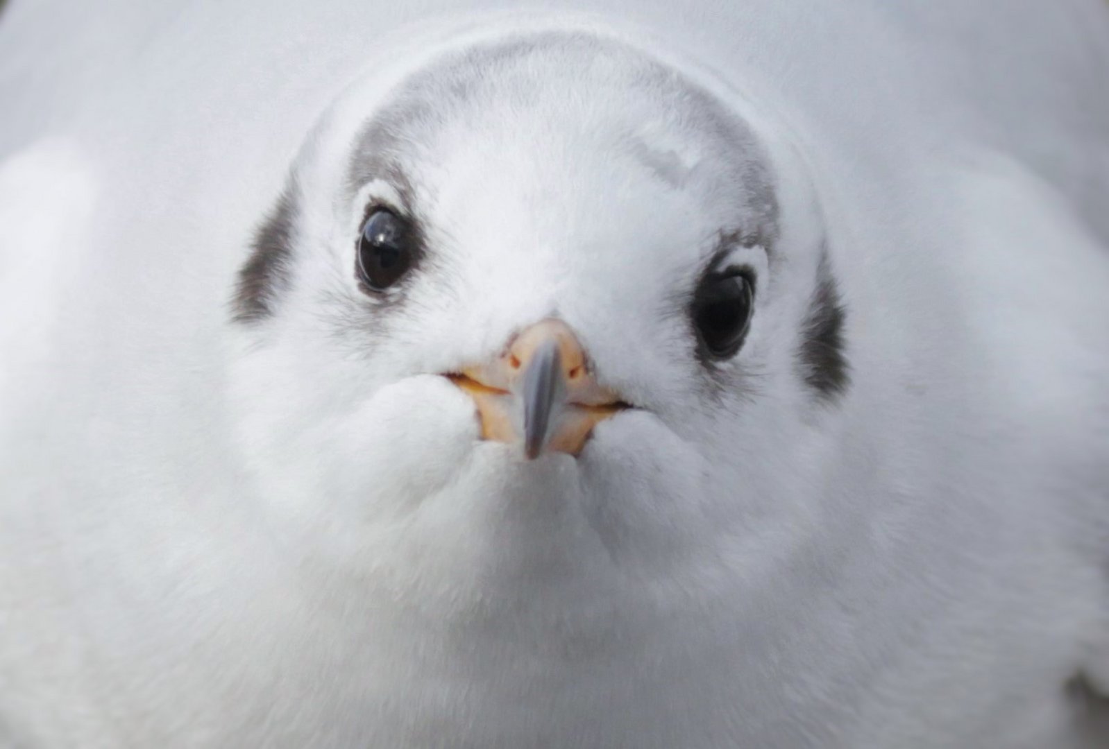 Schau mir in die Augen