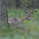 Schau mir in die Augen, ...