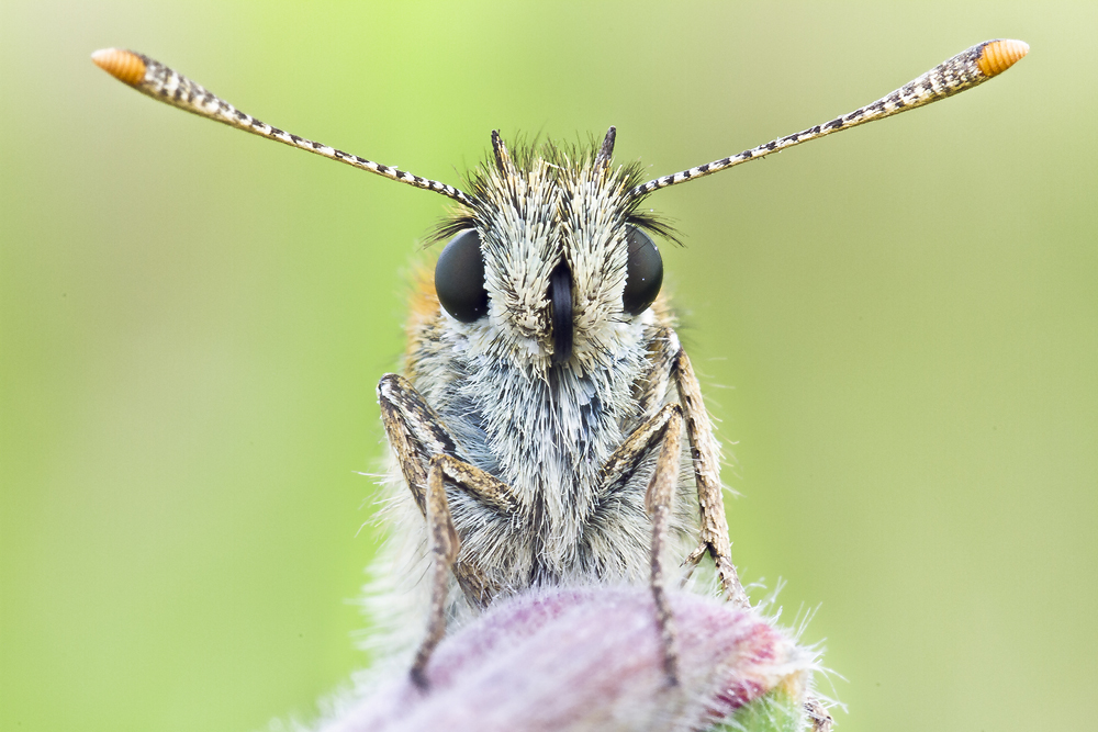 Schau mir in die Augen