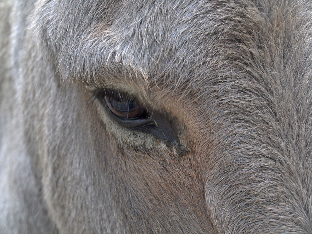 schau mir in die Augen....