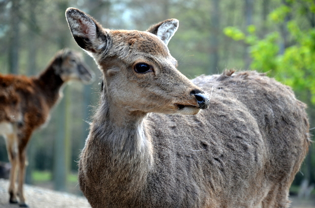 Schau mir in die Augen...