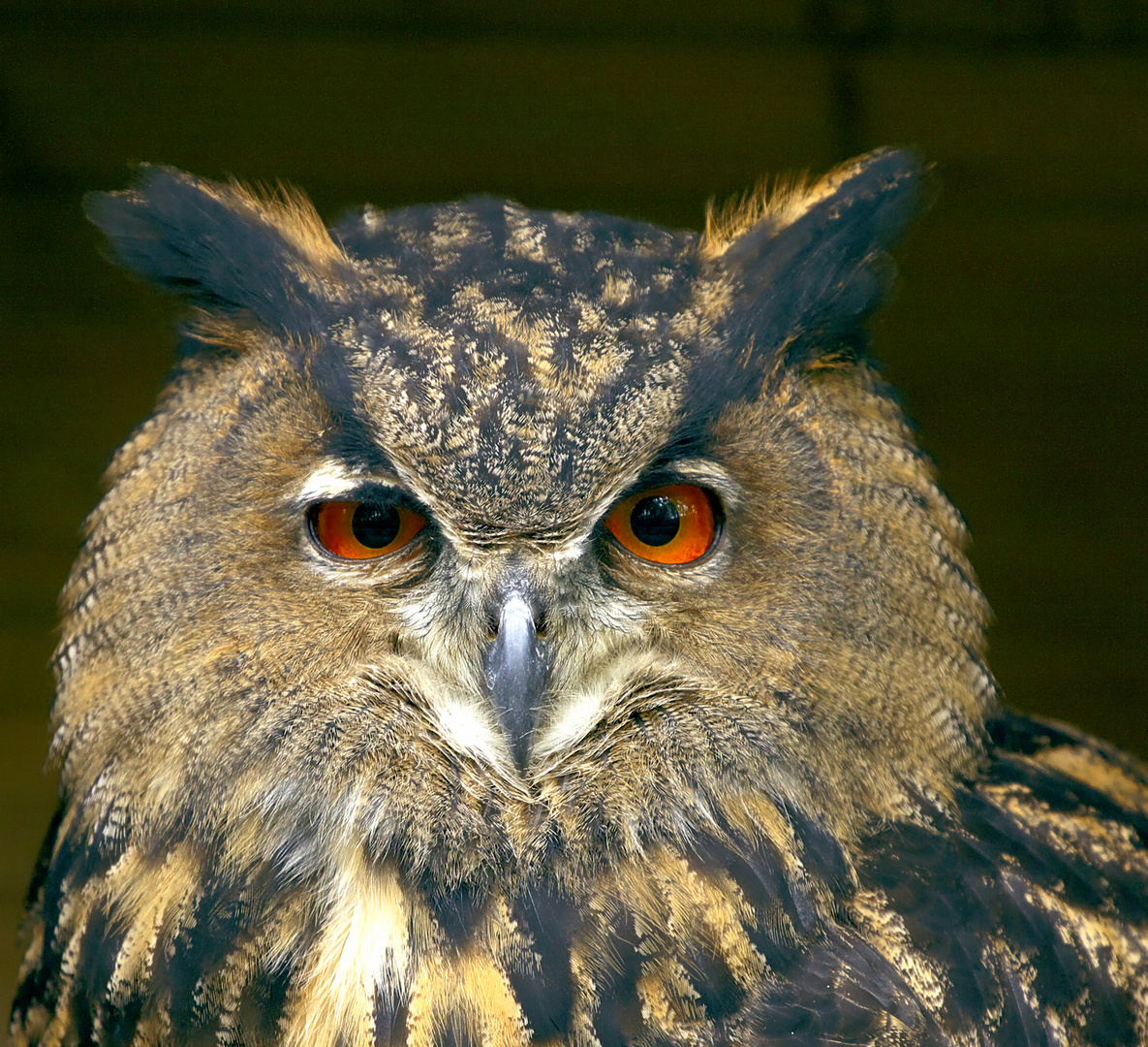 Schau mir in die Augen