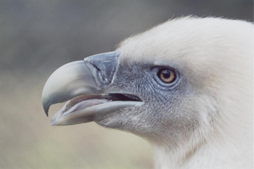 schau mir in die augen ...