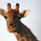 schau mir in die Augen