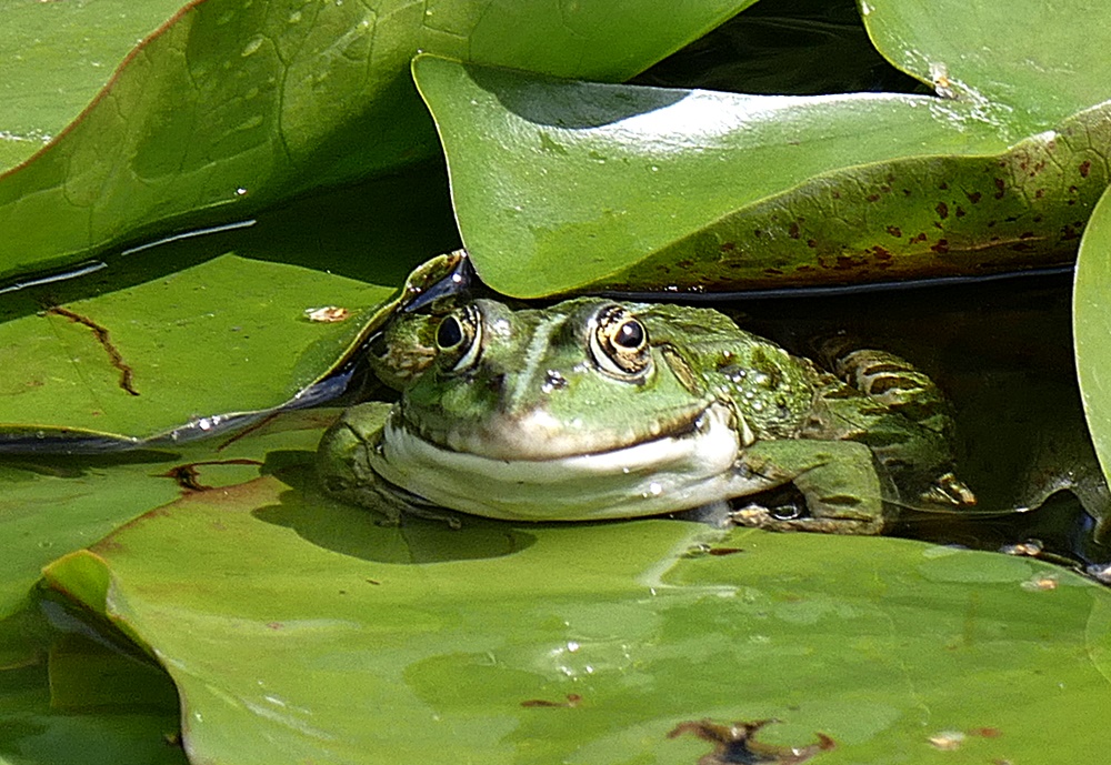 Schau mir in die Augen -