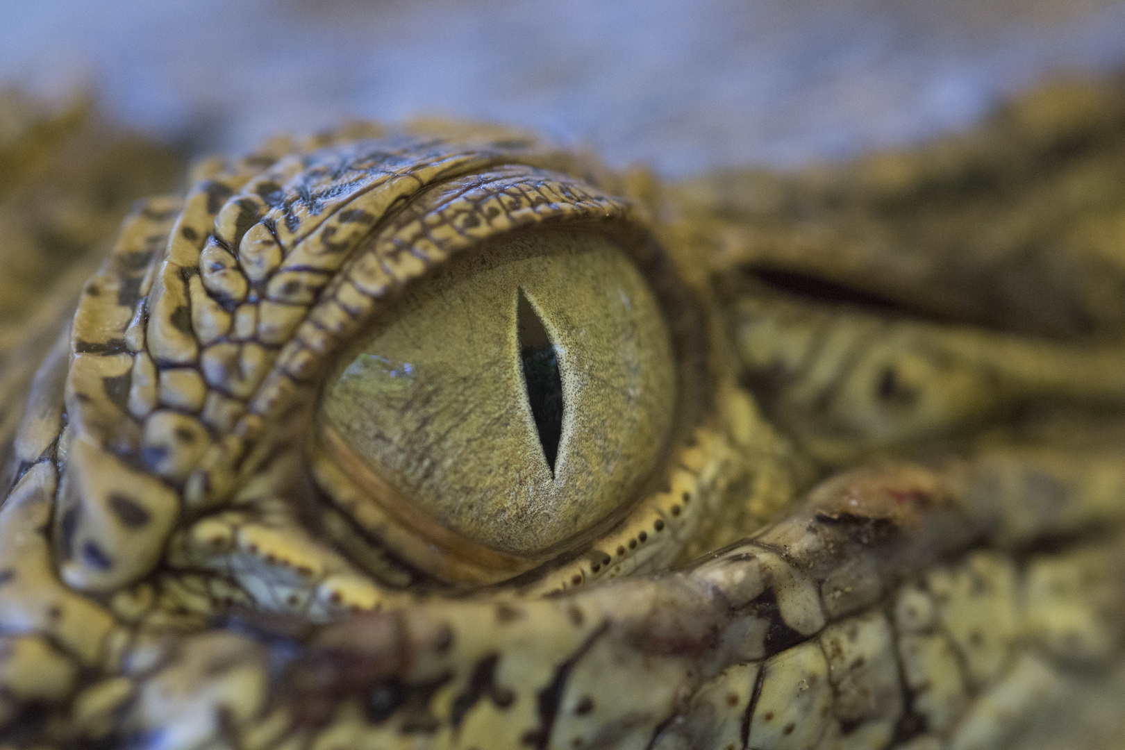 Schau mir in die Augen